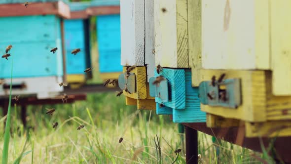 Swarm of bees near beehive. Honey bees swarming and flying around their beehive