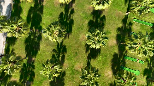 Beach Green Palms aerial View