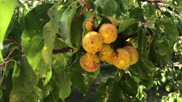 Apricot Tree