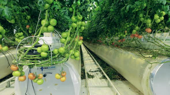 Irrigation System with Tomato Plants Connected To It in the Greenery