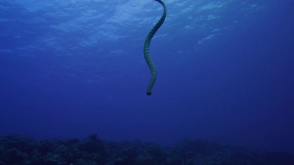 sea snake swimming towards the camera after being up on the surface to catch some air.