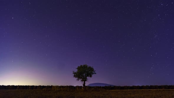 Timelapse of olive tree at night in field