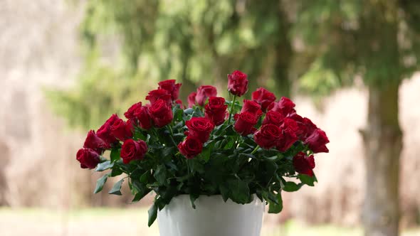 Red Roses