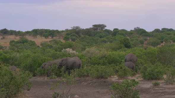 Elephants between the bushes in Masai Mara
