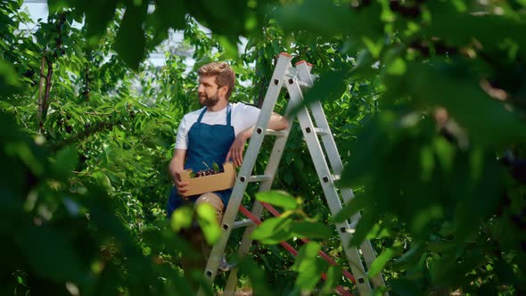 Agribusiness Owner on Plantation Holding Sweet Cherry Crate in Sunny Warm Day