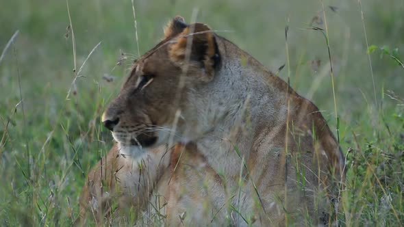 Lioness looking around and resting on a grassland in the Kenyan savannah, Africa