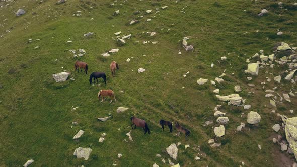 Amazing aerial shot descending toward horses that are feeding on grass on a hillside.