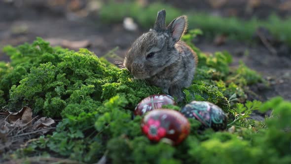 Brown Easter Bunny Eating a Dandelion Sitting Near Easter Eggs Green Grass with Dandelions