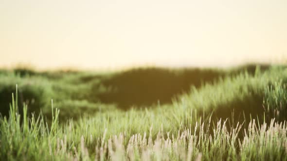 Green Field at Sunrise with Blue Sky