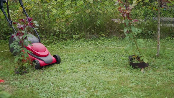 Close-up of mowing the lawn. Outdoor seasonal household works