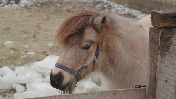 Closeup of Two Ponies on Ranch in Winter Time