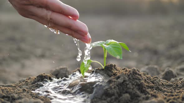 Hand of Farmer Watering to Small Green Plant in Garden