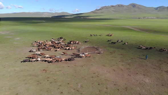 Catch and Tame Free Horses in Mongolia