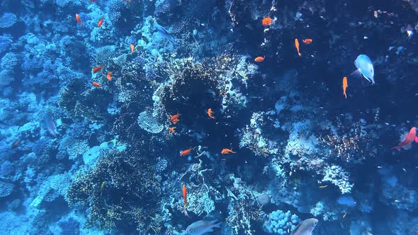 Coral Reef in the Red Sea Underwater Colorful Tropical