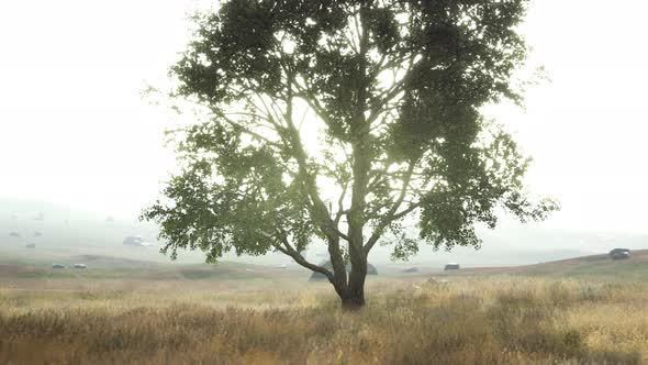 Iconic Oak Tree Casts a Long Shadow Into a Golden Hill