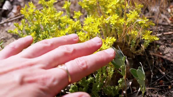 Female Hand Touches Bright Yellow Field Flowers on Nature in Rays of Sunlight