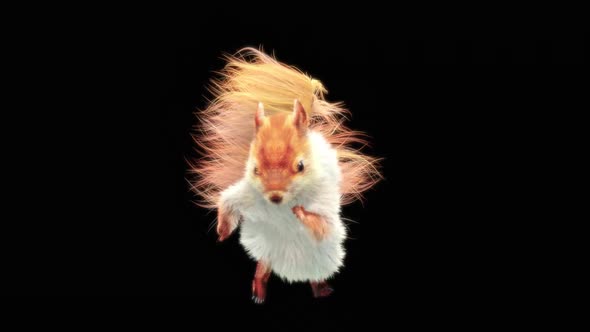 Squirrel Dancing HD