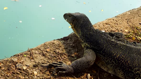 Monitor lizard sticks out tongue and turns head