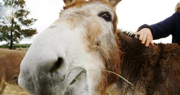 Beautiful young woman stroking a donkey 4k