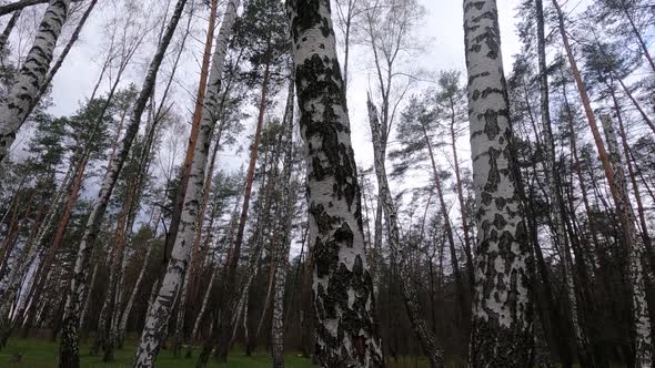 Forest with Birches in the Afternoon