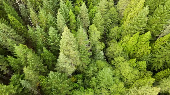 Flying over a forest in Northern California