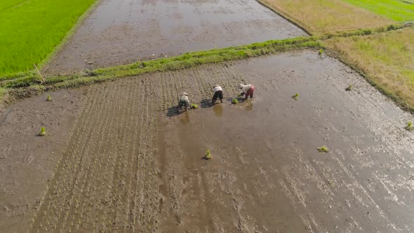 Farmers Are Planting Rice