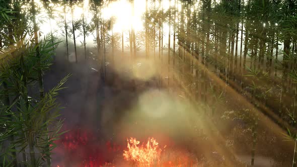 Wind Blowing on a Flaming Bamboo Trees During a Forest Fire