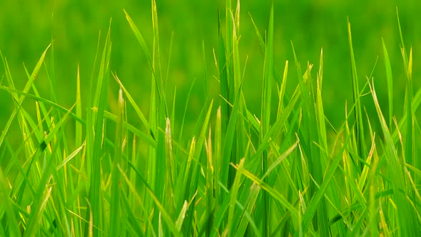 Green rice field in a lush agriculture land