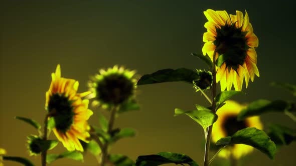 Big Beautiful Sunflowers at Sunset