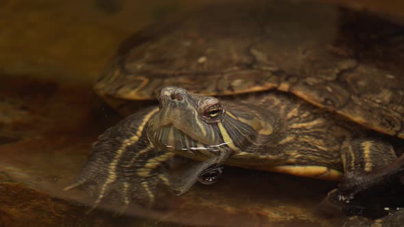 4k turtle with head above water surface breathing fresh air. closeup view