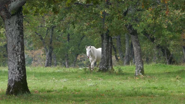 Lipizzan Horse Grazing on Meadow, Slovenia