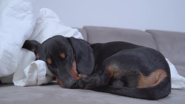 A Cute Dachshund Puppy Sleep Curled Up on a Light Sofa at Home