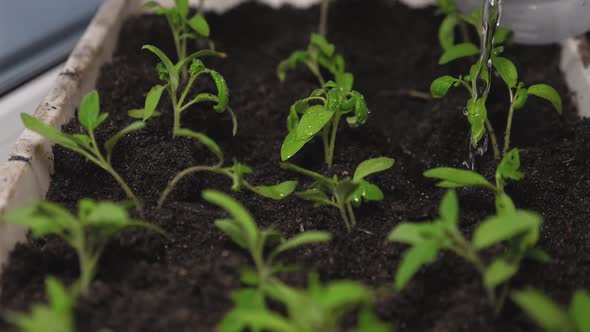 Seedlings in Greenhouse Watering Gardener. Stream of Water Falls on the Green Shoots and Is Absorbed