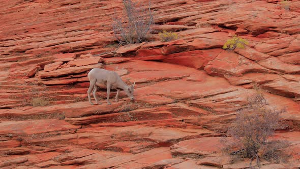 Wild Bighorn Sheep in Zion National Park