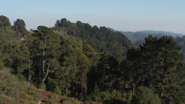 Rising over Large Eucalyptus trees in Berkeley hills aerial  Northern California