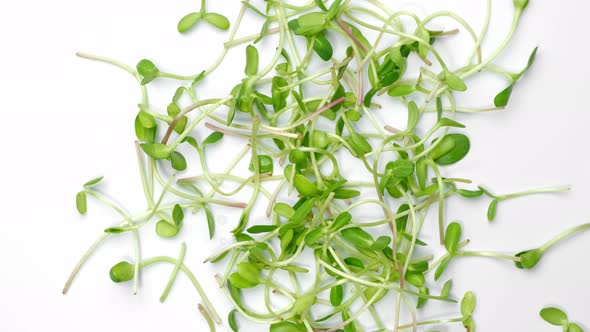 Microgreens Sprouts Isolated on White Background