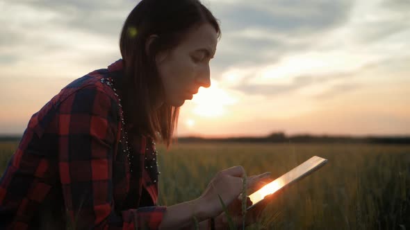 Pretty Young Woman with Tablet Computer Working in Wheat Field at Sunset. The Girl Uses a Tablet