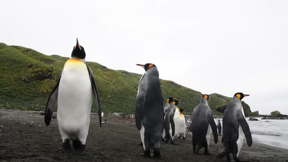 King Penguins on the Beach in South Georgia