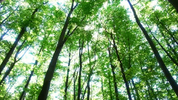 Magical Summer Forest with Warm Sunbeams