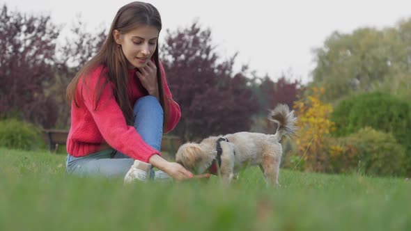 Woman Feeds Funny Shih Tzu Dog Sitting on Green Field