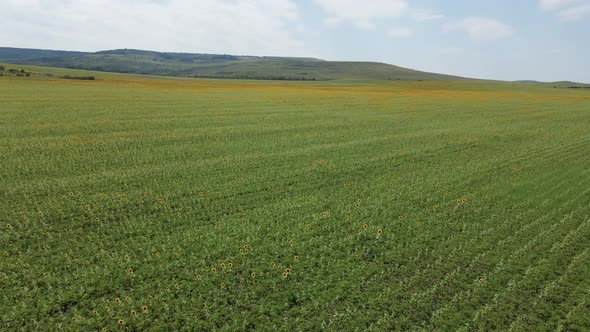 Large Field with Sunflowers in the Daytime in Summer