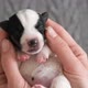 Puppy Sleeping in the Owners Hands - VideoHive Item for Sale