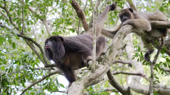 Naughty male black howler, alouatta caraya sticking its tongue out and yawning with mouth wide open