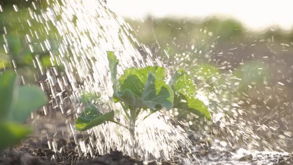 Water Pouring on Cabbage Sprout at Sunset