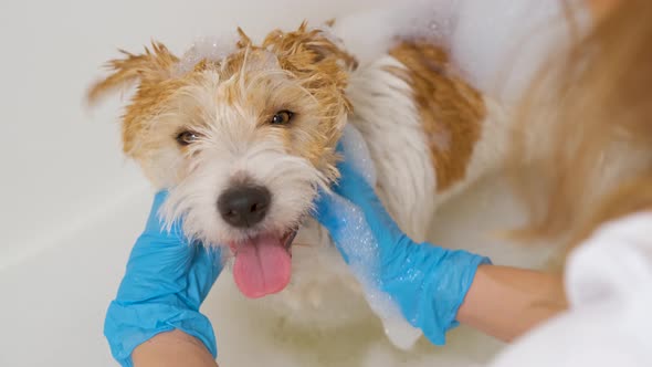 A girl in blue gloves washes a Jack Russell Terrier dog in a white tub of water. Grooming procedure