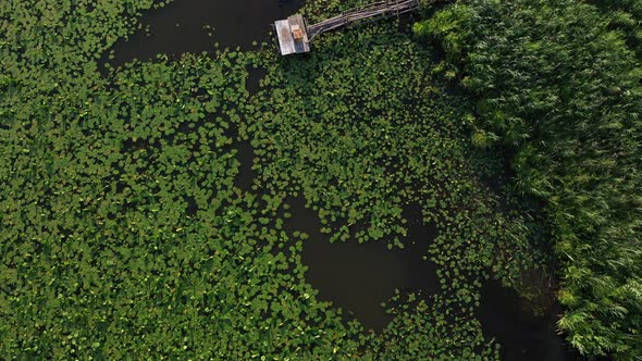 Top View of the Svisloch River in the City's Loshitsa Park with Lilies at Sunset