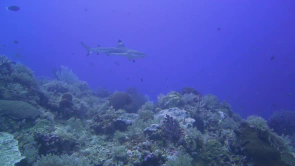 camera follow a blacktip reef shark that is swimming next to the reef