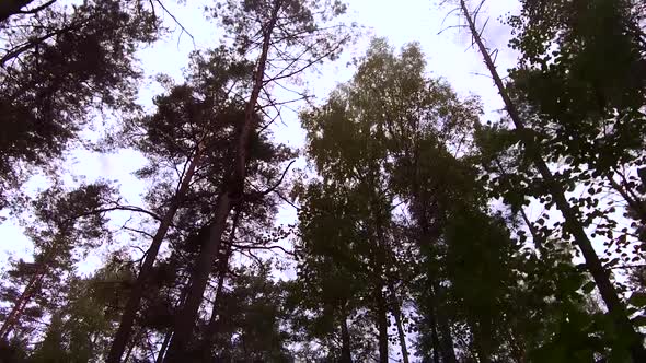 Sky in the Clouds You Can See Through the Tops of Forest Trees