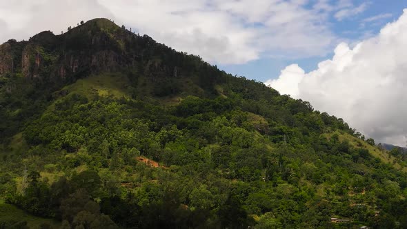 Green Rainforest and Jungle in the Mountains of Sri Lanka alt
