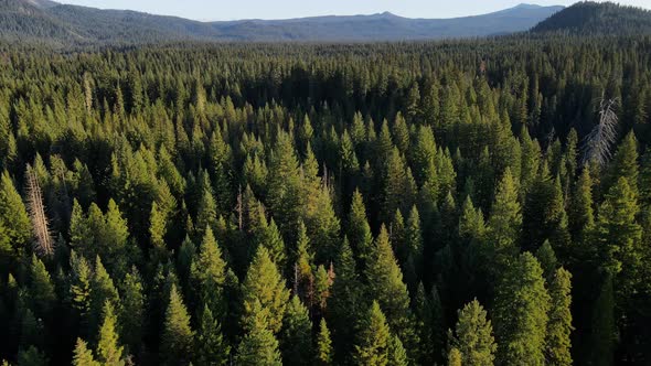 Flying over a forest in Oregon